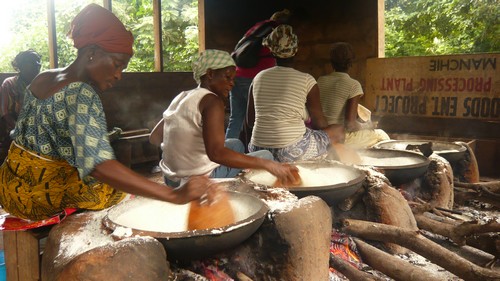 manioc manioc