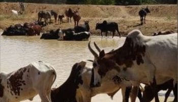 Pastoralisme
