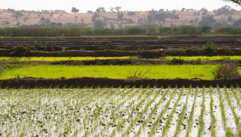 Conseil agricole et rural